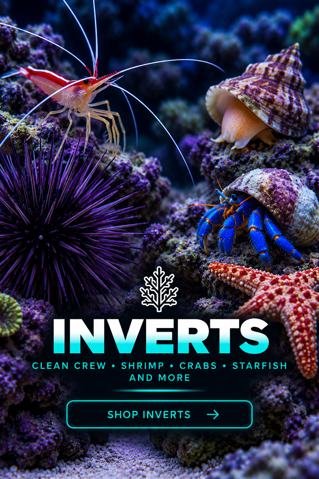Saltwater invertebrates for sale at Island Reef Aquatics including cleaner shrimp, hermit crabs, snails, sea urchins and starfish
