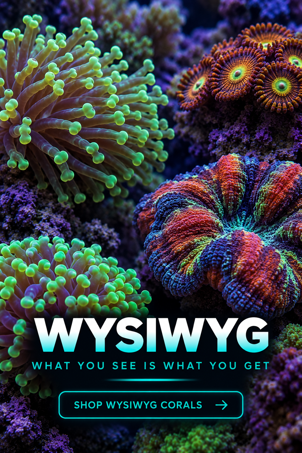 WYSIWYG saltwater corals for sale online at Island Reef Aquatics – what you see is what you get