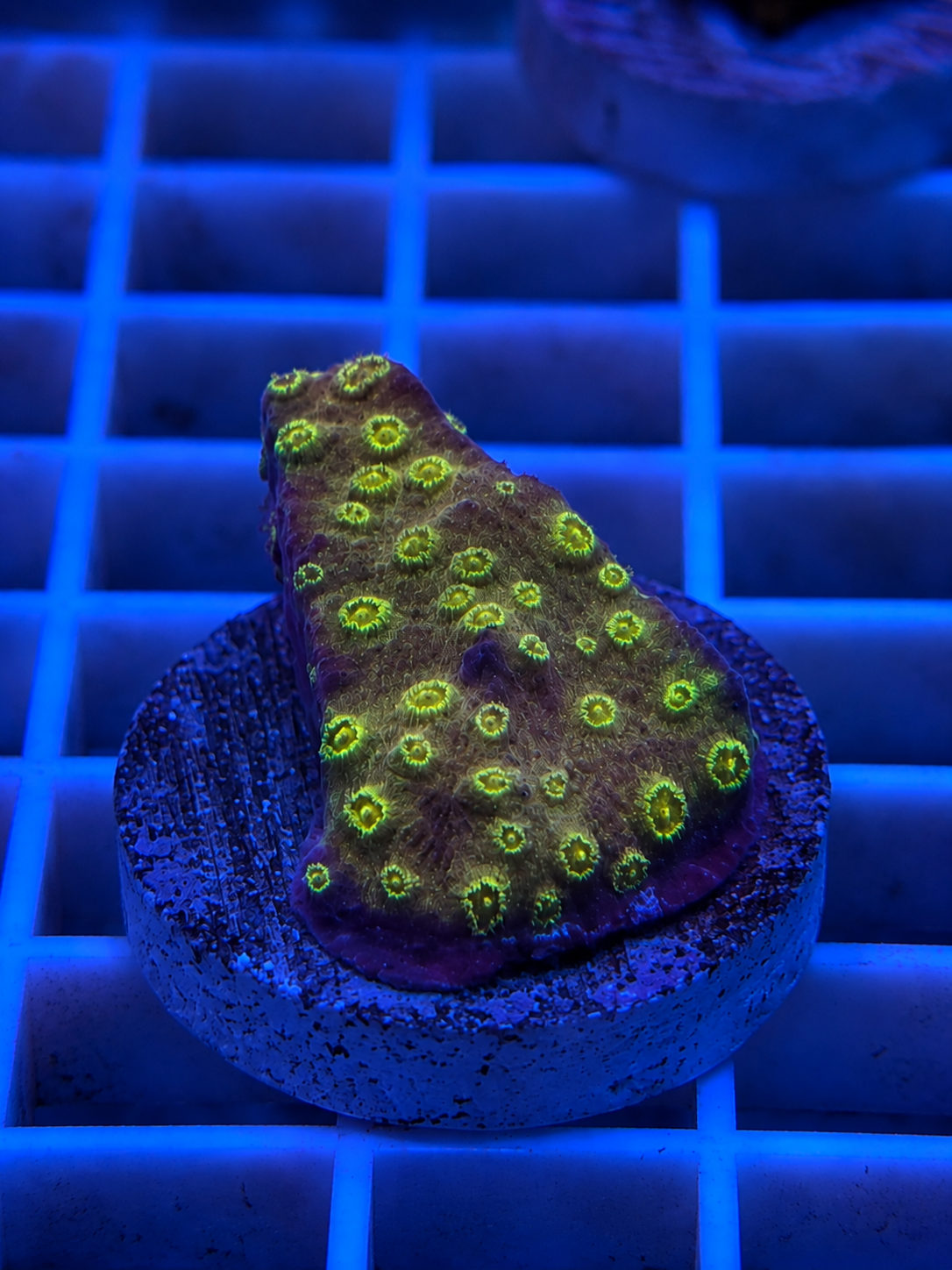 Meteor Shower Cyphastrea coral with colorful speckled polyps in a reef tank