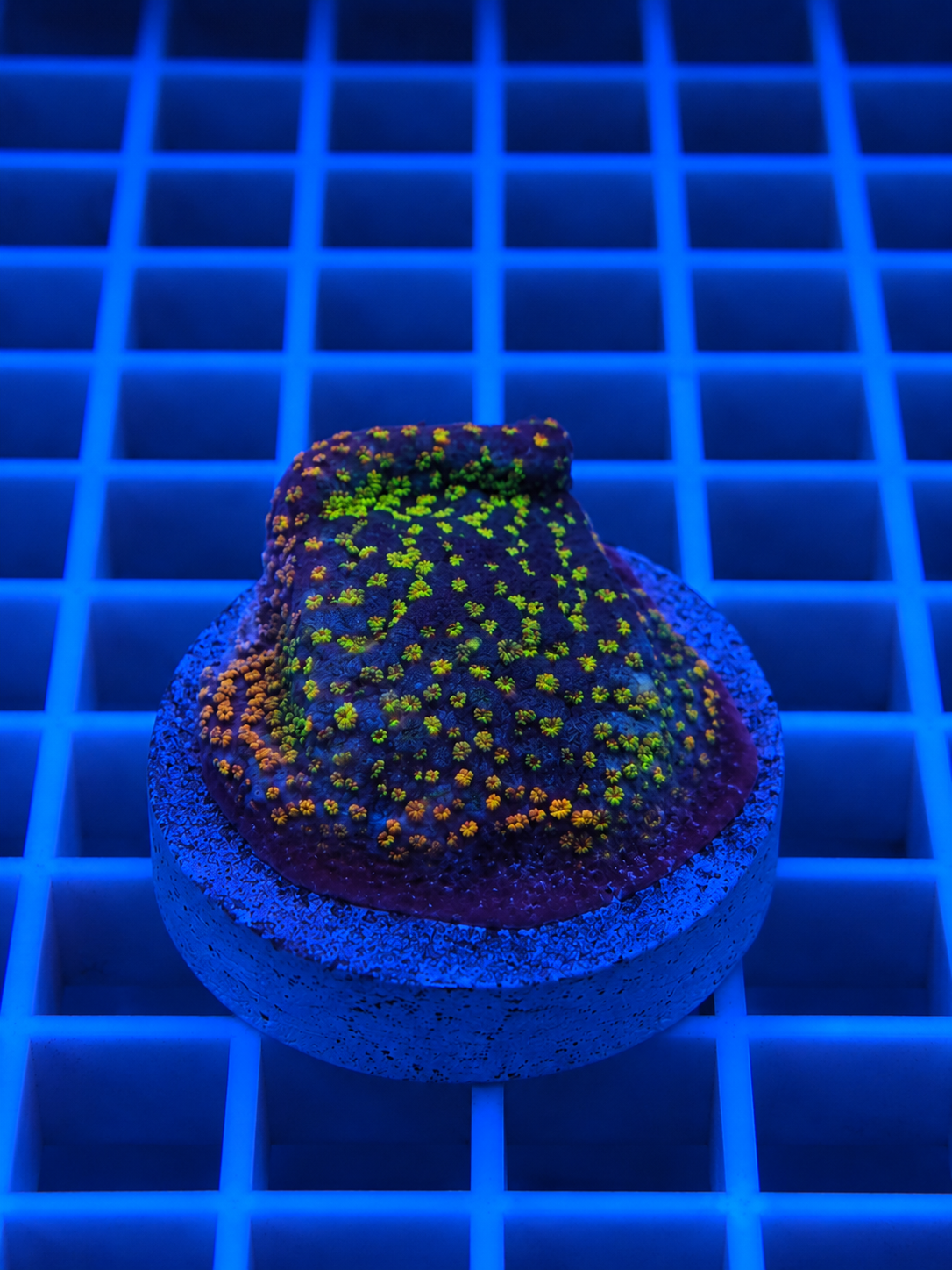 IRA Pokerstar Montipora coral with rainbow polyp coloration in a reef aquarium