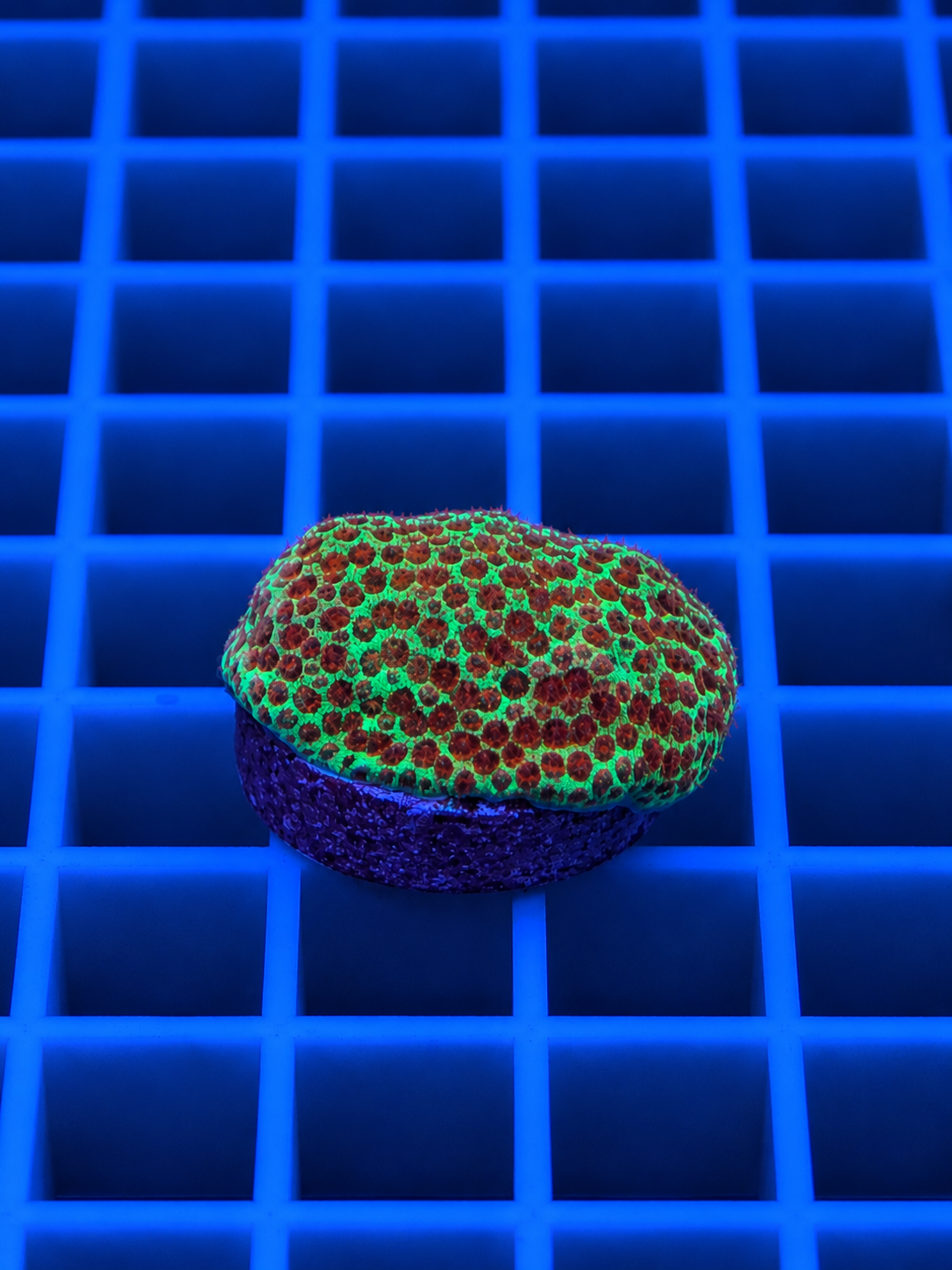IRA Chili Pepper Montipora