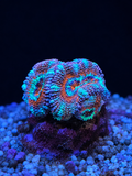 Ultra Acan Micromussa Lordhowensis coral with vivid eye patterns