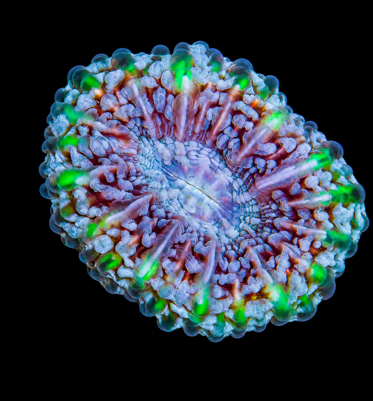 Aussie Multicolor Cynarina Coral Medium