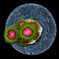 Awesome Blossom Zoanthid Frag (4+ Polyp Average)