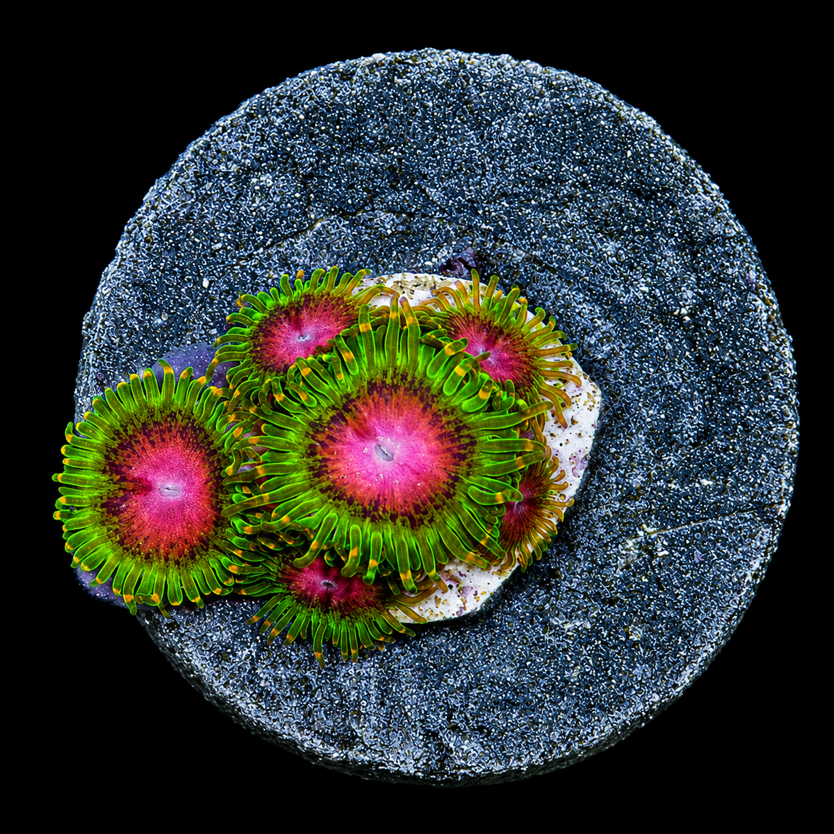 Awesome Blossom Zoanthid Frag (4+ Polyp Average)