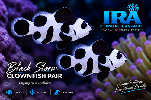 Black Storm Clownfish designer Amphiprion ocellaris black and white saltwater reef aquarium fish