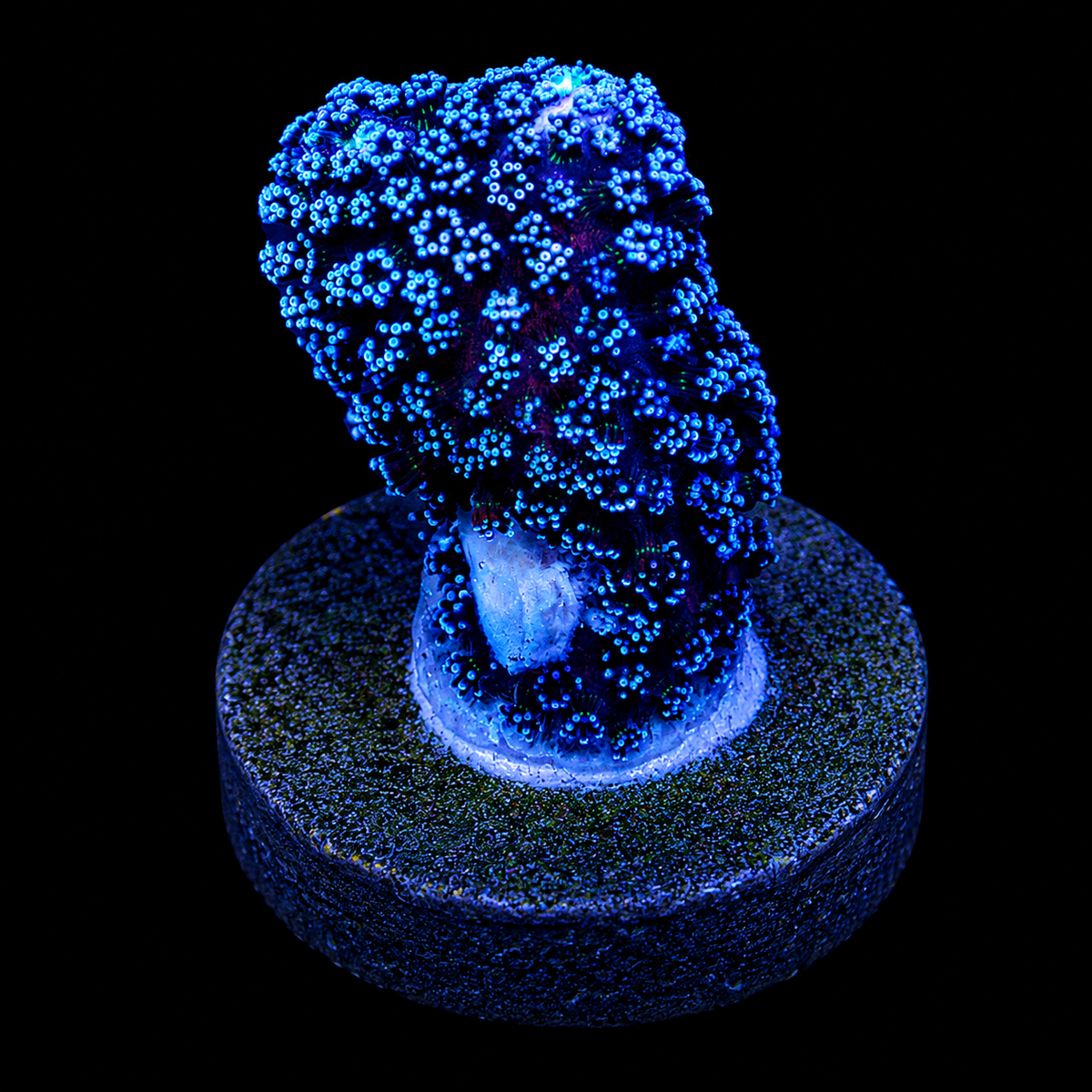 Blue Dream Stylophora