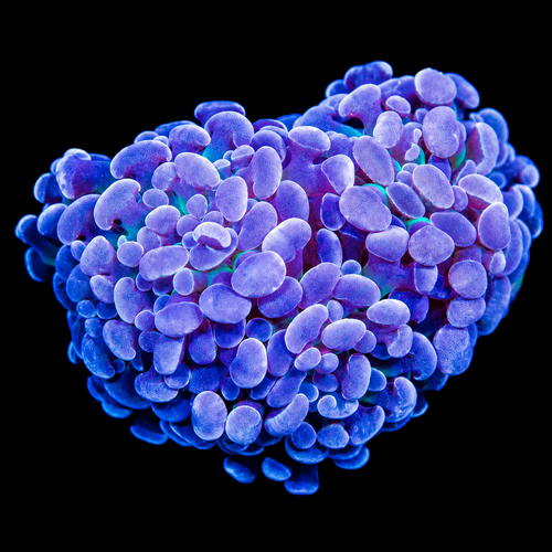 Blue Gusher Hammer Coral WYSIWYG Fimbriaphyllia paraancora
