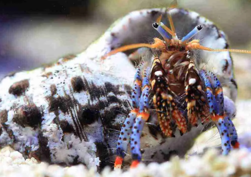 Blue Leg Hermit Crabs Clibanarius tricolor reef safe saltwater aquarium clean up crew