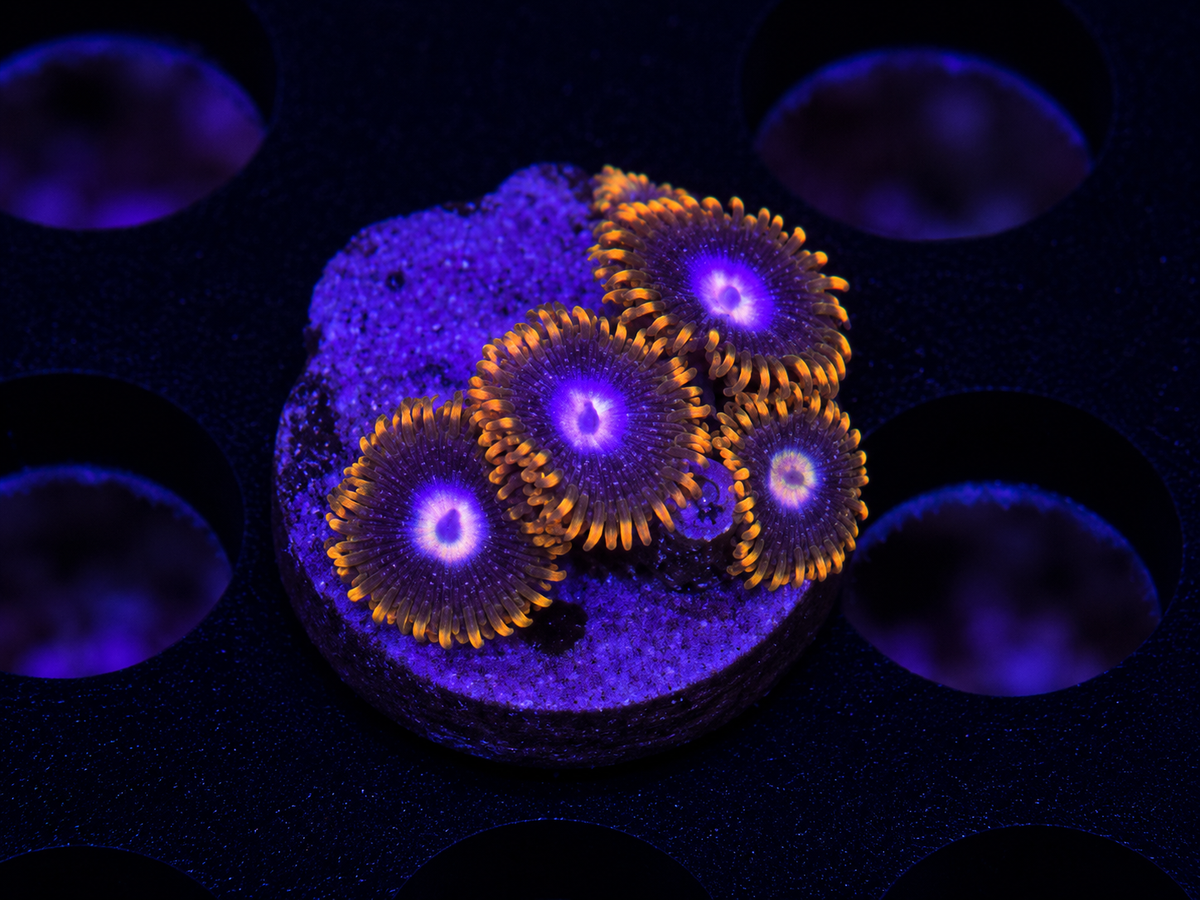 Blues Clues Zoanthid coral colony with blue and purple polyps