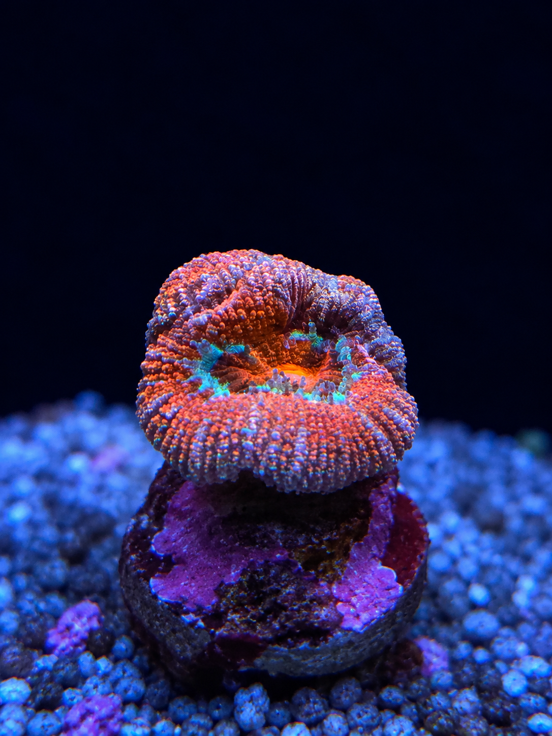 Boinkerz Aussie Lord coral, a colorful Australian Lordhowensis variety