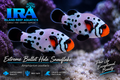 Bullet Hole Snowflake Clownfish designer Amphiprion ocellaris saltwater reef aquarium fish