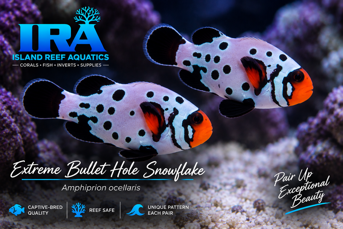 Bullet Hole Snowflake Clownfish designer Amphiprion ocellaris saltwater reef aquarium fish