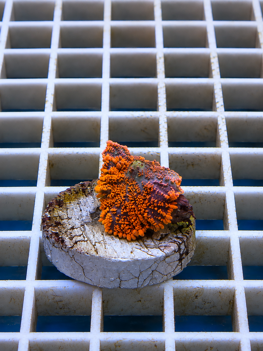Bullseye Rhodactis mushroom coral with concentric ring pattern