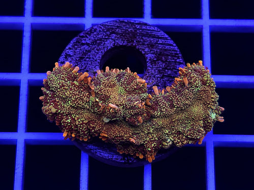 Bullseye Rhodactis Mushroom Coral Rhodactis sp.