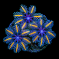 Candy Corn Clove Polyp Frag