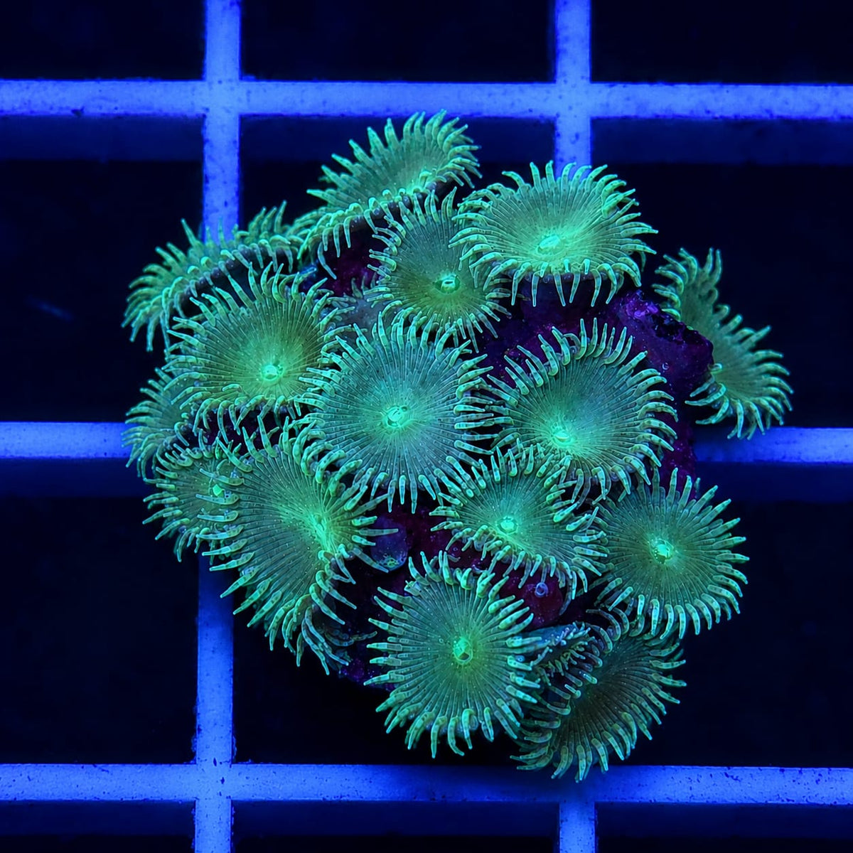 Captain Jerk Palythoa Coral Palythoa sp.