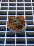 Charmander Rhodactis mushroom coral with orange and cream coloration