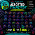 Assorted Zoanthids