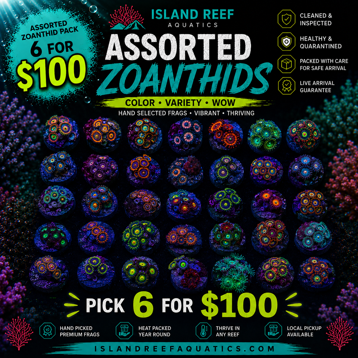 Assorted Zoanthids