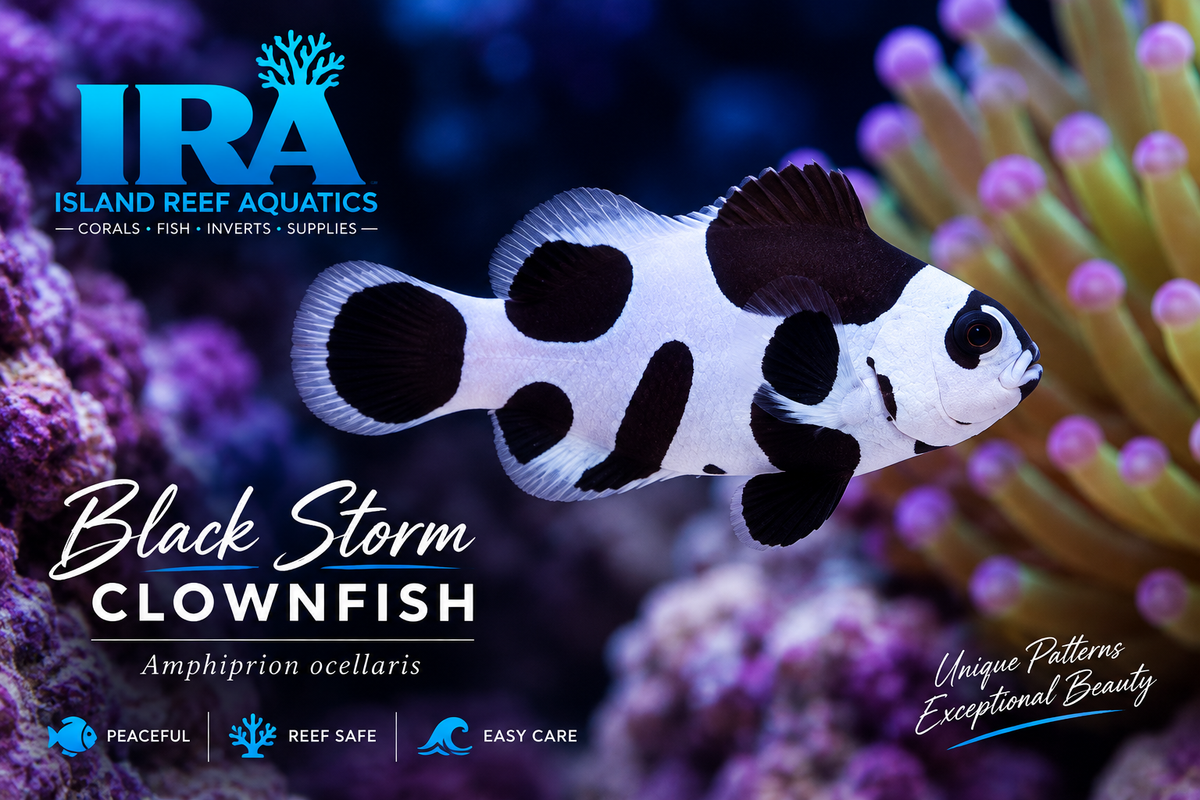 Black Storm Clownfish