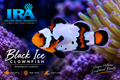 Black Ice Clownfish