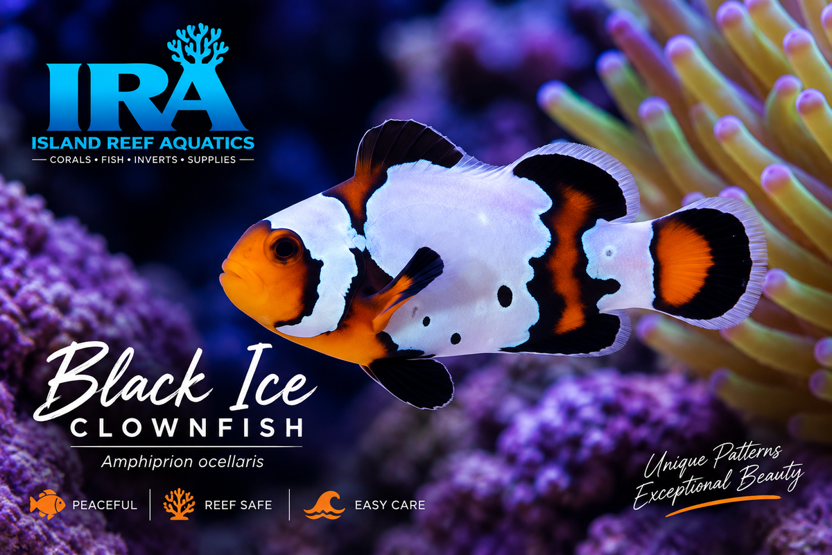 Black Ice Clownfish
