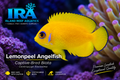 Biota Captive-Bred Lemonpeel Angelfish