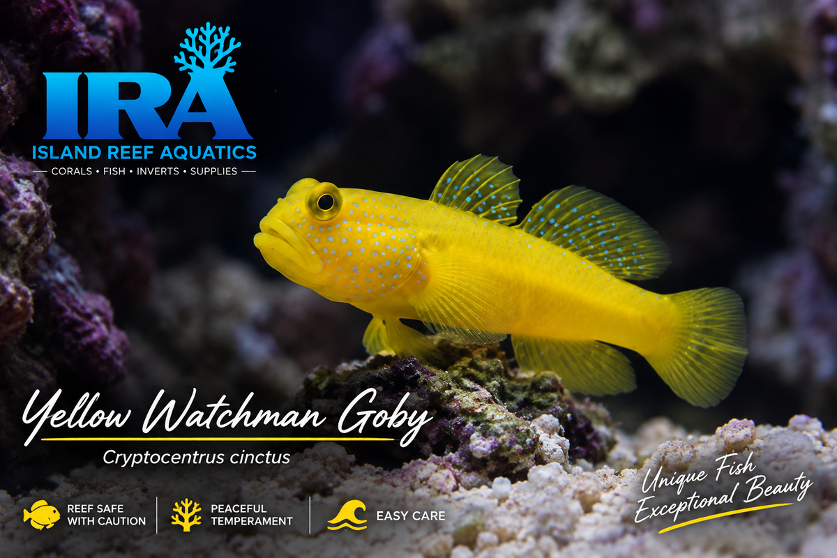 Yellow Watchman Goby Cryptocentrus cinctus reef safe saltwater fish for marine aquarium