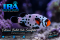 Bullet Hole Snowflake Clownfish designer Amphiprion ocellaris saltwater reef aquarium fish