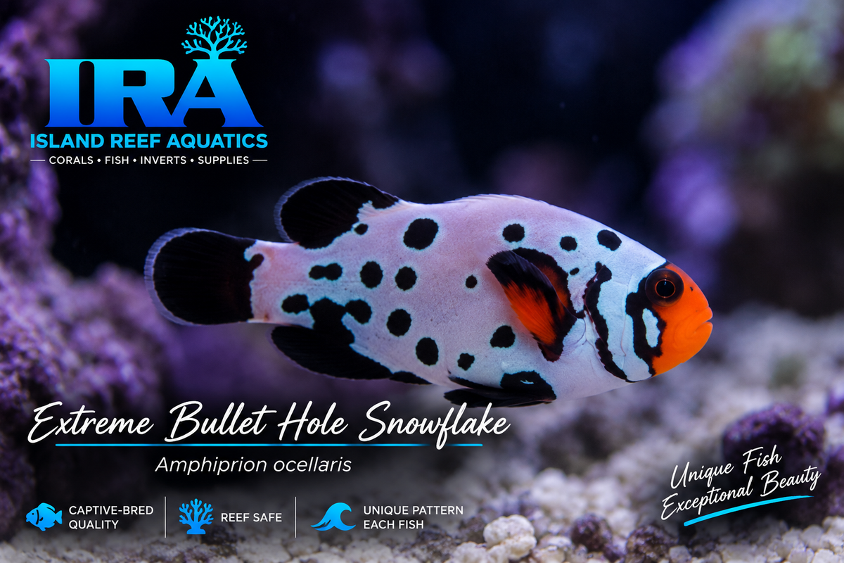 Bullet Hole Snowflake Clownfish designer Amphiprion ocellaris saltwater reef aquarium fish