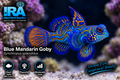 Blue Mandarin Dragonet -Preorder