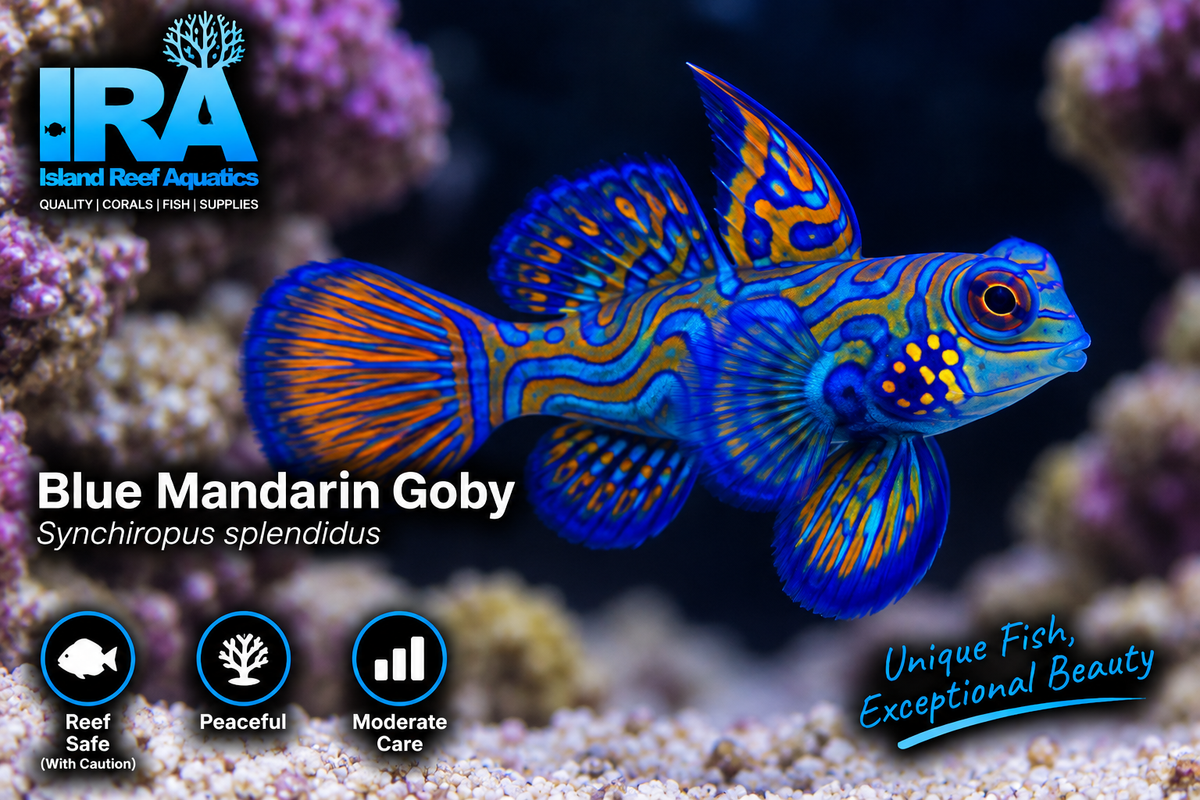 Blue Mandarin Dragonet -Preorder