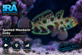 Spotted Mandarin Dragonet - Preorder