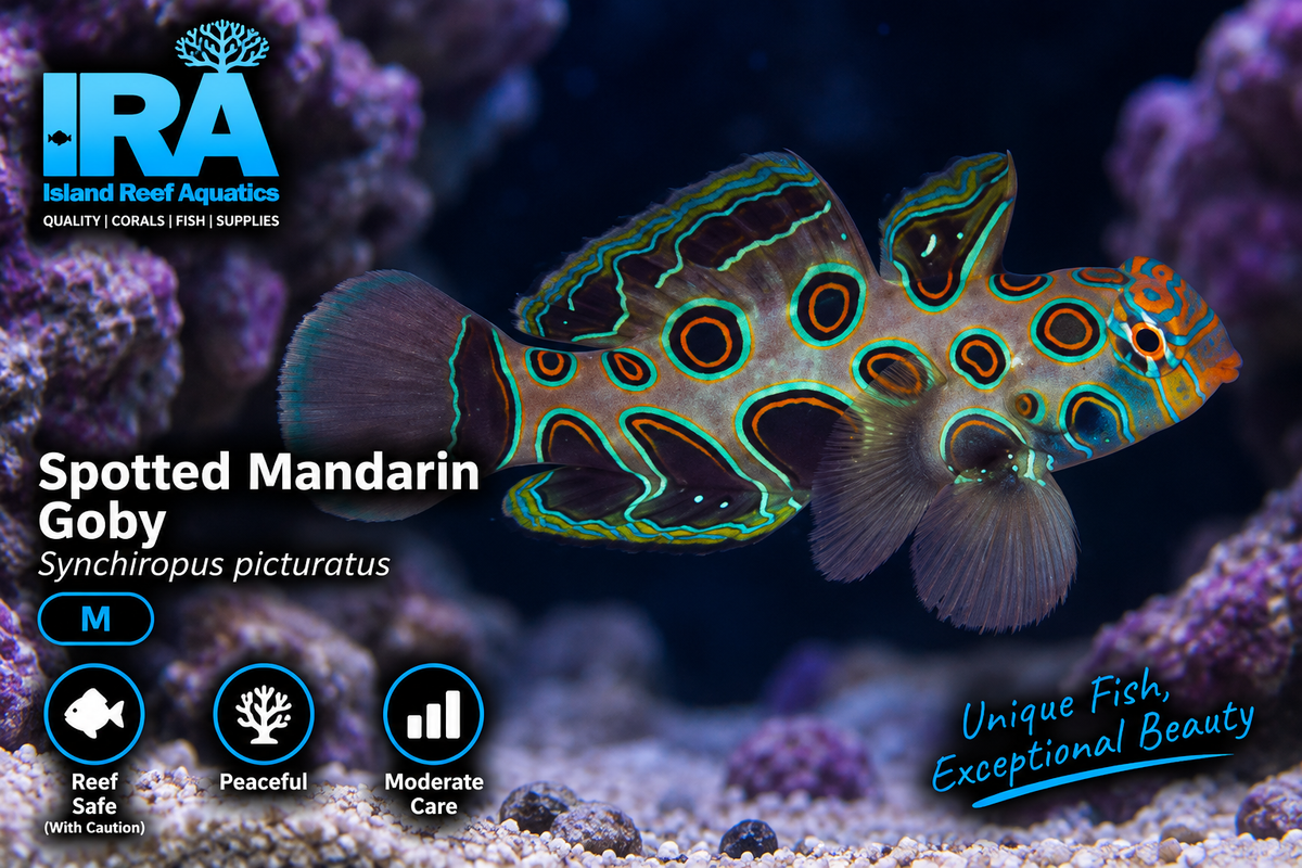Spotted Mandarin Dragonet - Preorder