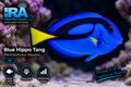 Blue Hippo Tang M - Preorder