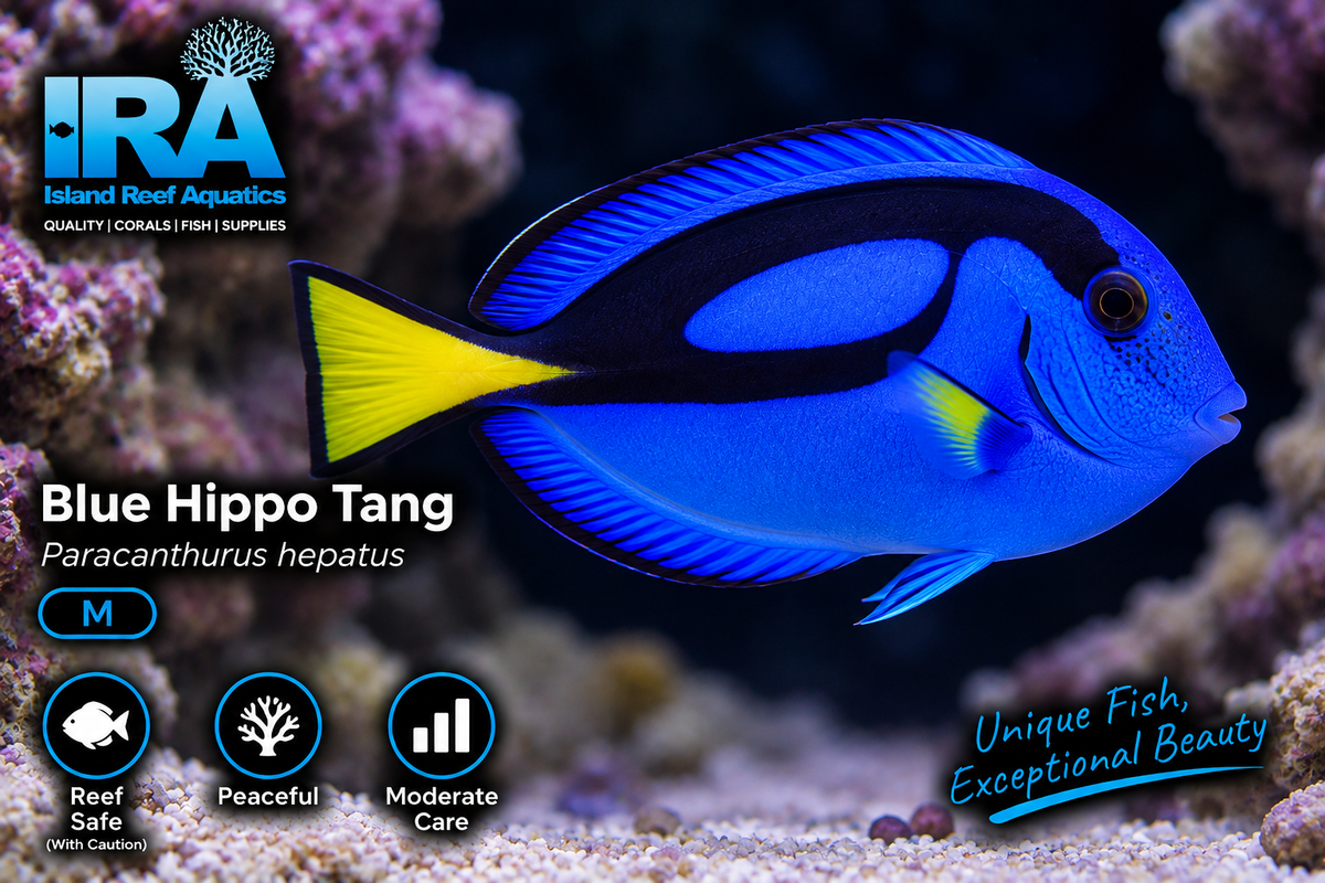 Blue Hippo Tang M - Preorder