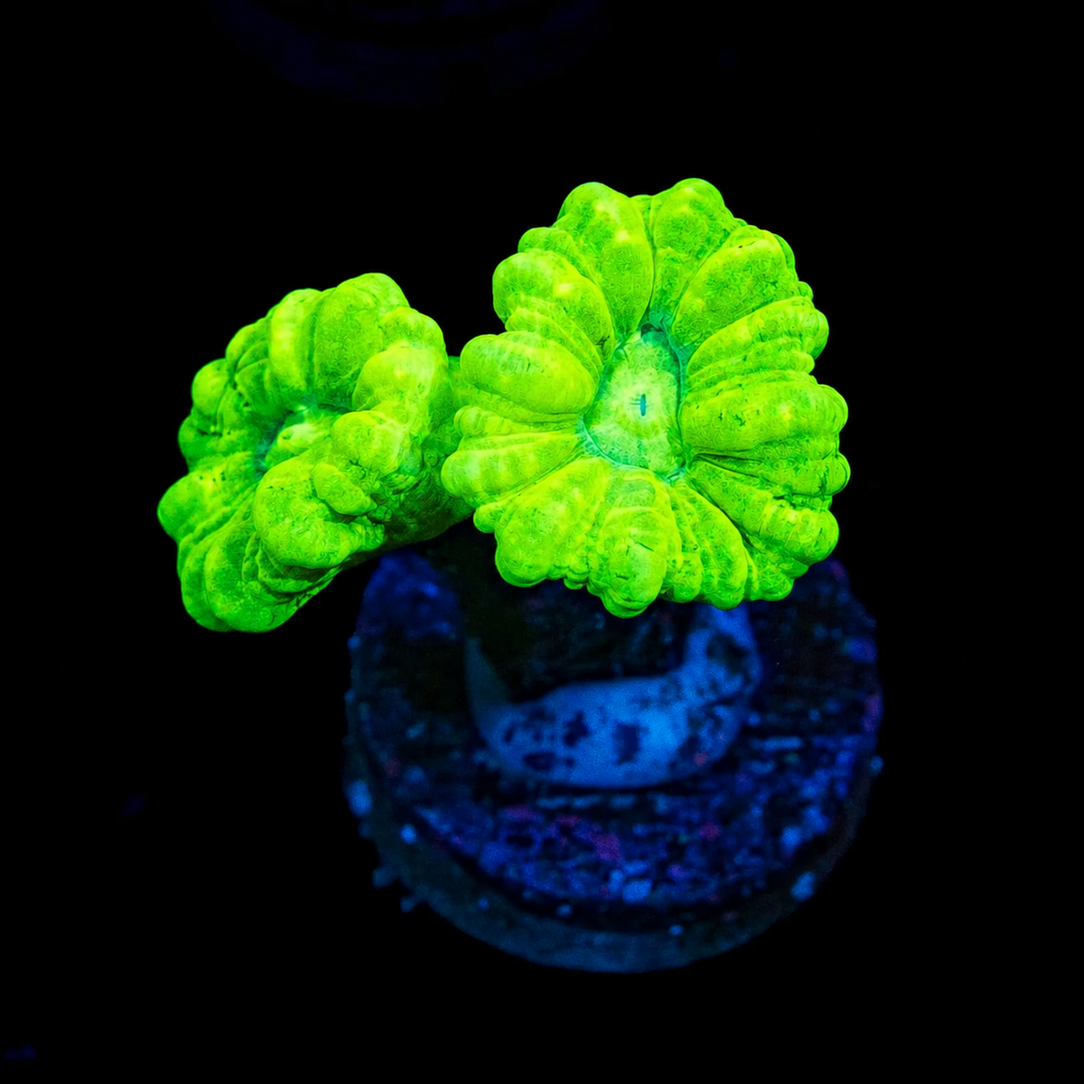 Kryptonite Candy Cane