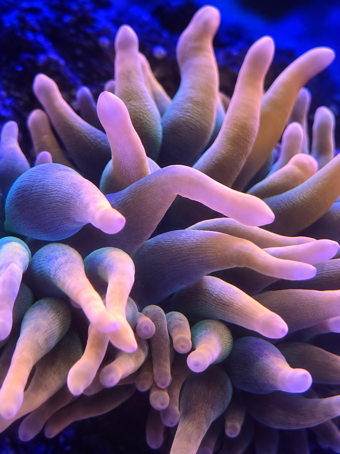 IRA Bubblegum Anemone