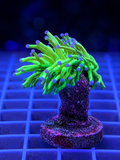 Holy Grail Torch Coral – WYSIWYG