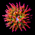 Rainbow Bubble Tip Anemone with colorful bulbous tentacles in a reef tank