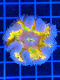 Colorful Flower Anemone for saltwater reef aquarium