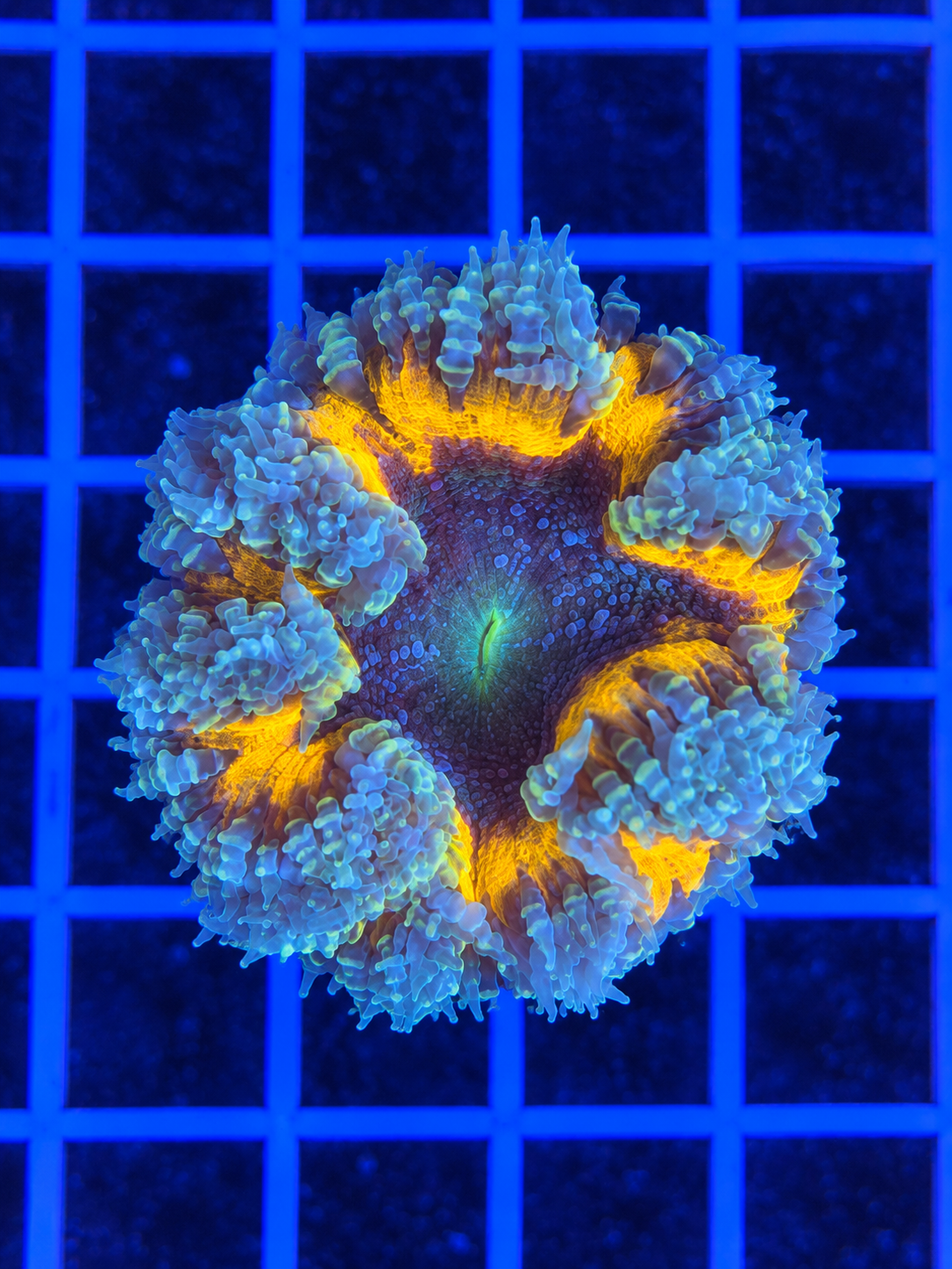 Colorful Flower Anemone for saltwater reef aquarium
