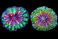 Cynarina/Button Multicolor