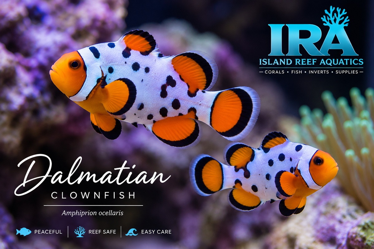 Dalmatian Clownfish designer spotted clownfish for saltwater reef aquarium