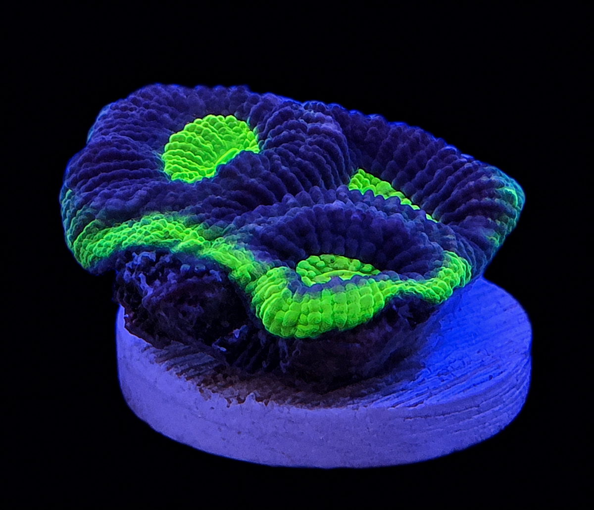 Dragon Soul Favia coral, triple head, with vivid eye-patterned polyps
