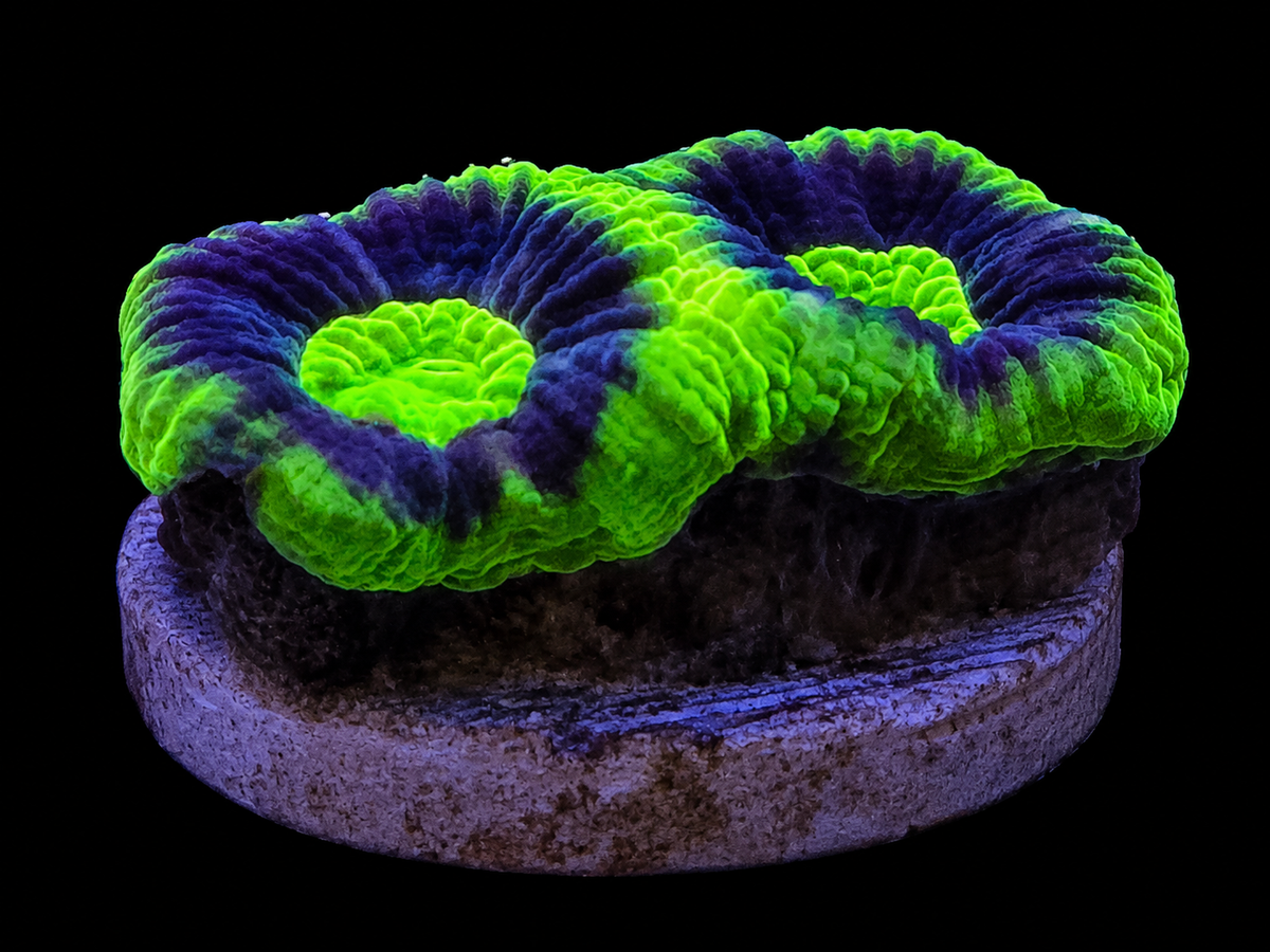 Dragon Soul Favia coral, double head, in a reef aquarium