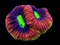 Dragon Soul coral, double head, with colorful polyp pattern