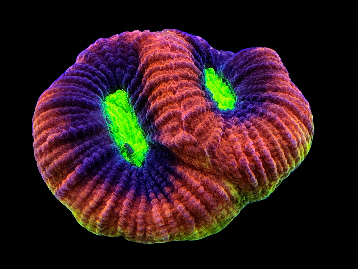 Dragon Soul coral, double head, with colorful polyp pattern