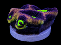 Dragon Soul coral, four head, with vivid multicolor polyps